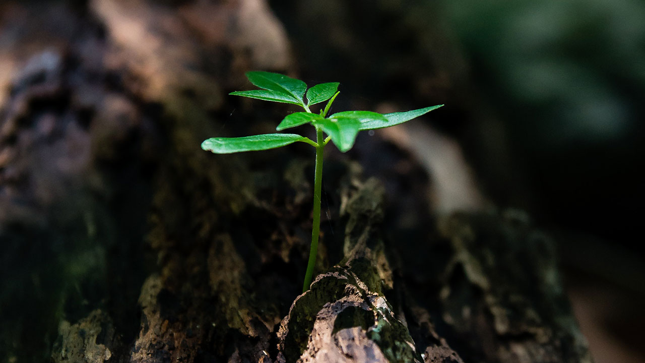 12 Reasons Good Design is Good for Business Good design is good for business represented with plant growth
